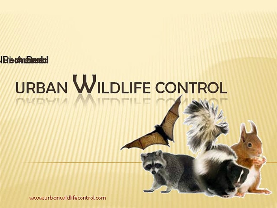 Wasp Pest Control - To Protect You From Wasp Sting