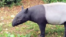 Entertaining Playful Malayan Tapir