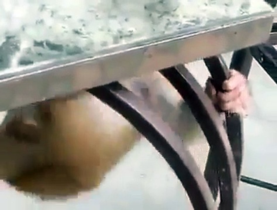 un singe embête un chat endormi