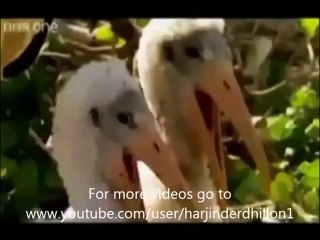 Funny animals speaking Punjabi.very funny must watch