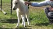 Greg and the baby mini horse- Miniature horses for sale