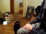 Funny cat fetching - Mój kot aportujący