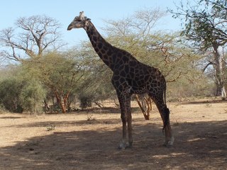 Safari à Bandia et à la lagune de la Somone