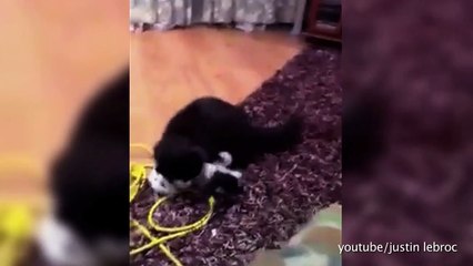 Perros que paran peleas de gatos