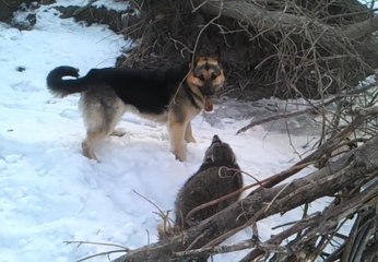 Köpek ve Rakun Karşı Karşıya Geldi