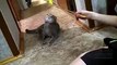 Funny cat's fold playtime interrupted by doorbell