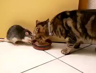 The real life TOM AND JERRY! LOL