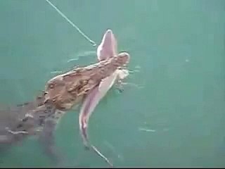 Cocodrilo contra Tiburón