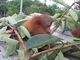 Baby orangutans Puyol, Pedro and Sigit enjoying some leaves with honey