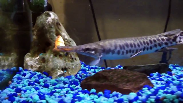 Feeding my florida gar some goldfish - Gar eating feeders