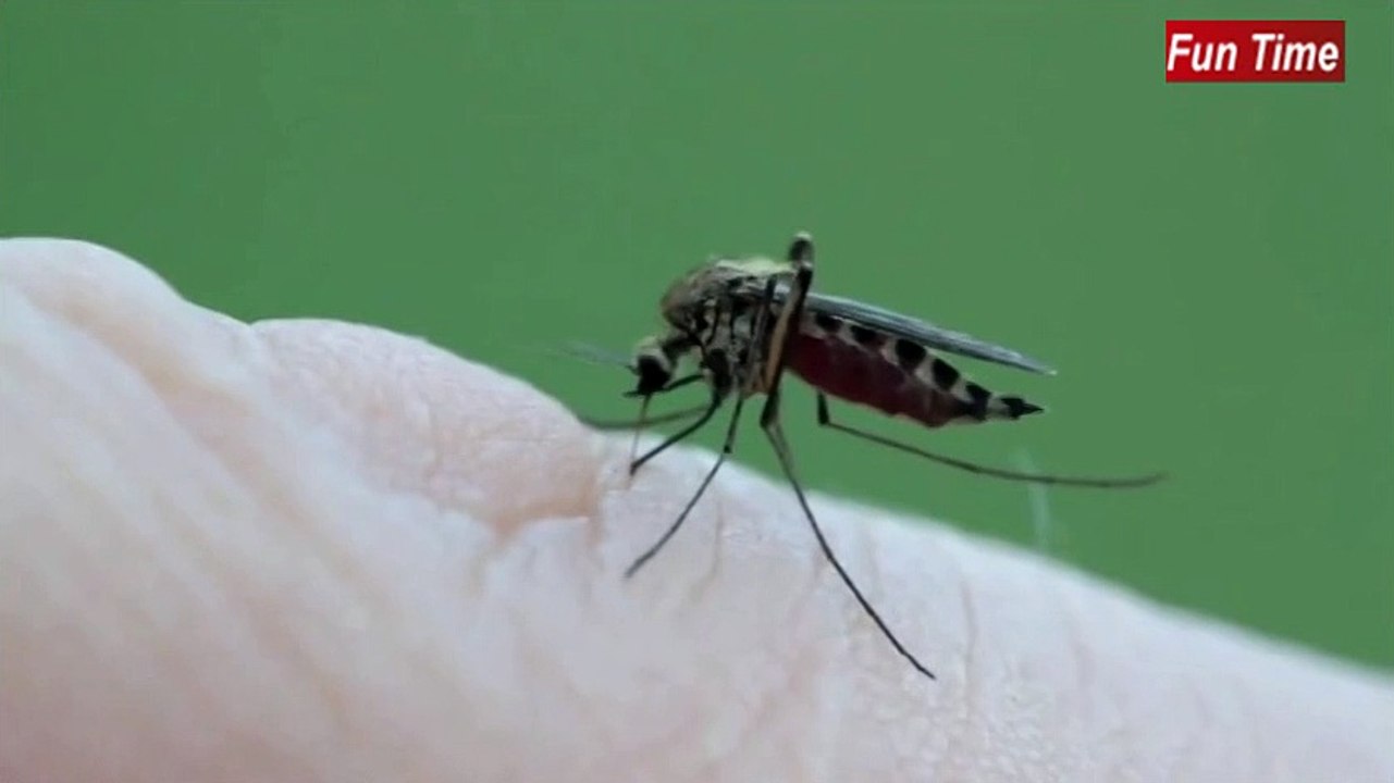 How mosquito suck your blood ... Watch in Closeup ..
