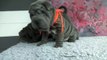 blue sharpei female puppies 8 weeks old