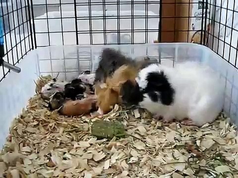 Guinea Pig Giving Birth to Five Babies - 2/4