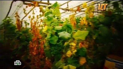 Китайские плантаторы в России