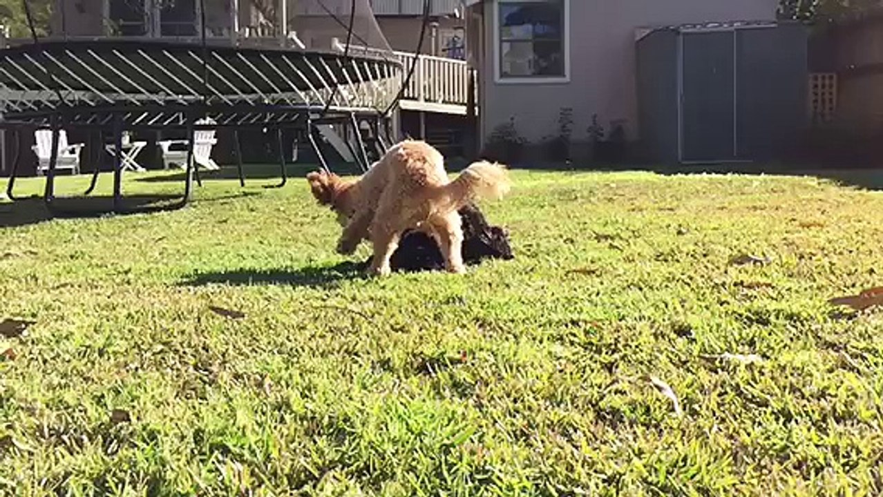 Puppy Love