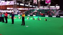 Claire at Crufts 2011 competing in dog obedience with sit and down stays