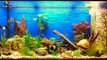 5 min tank+++nice tank 80 gallons+++Juwel Rio 300+++5 Minuten Aquarium