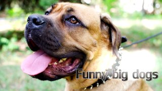 Funny Animals Video   Funny Crazy Dog Video Compilation New 2015   Funny Video 1