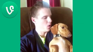 2 Best Funny Animals Vines compilation New!