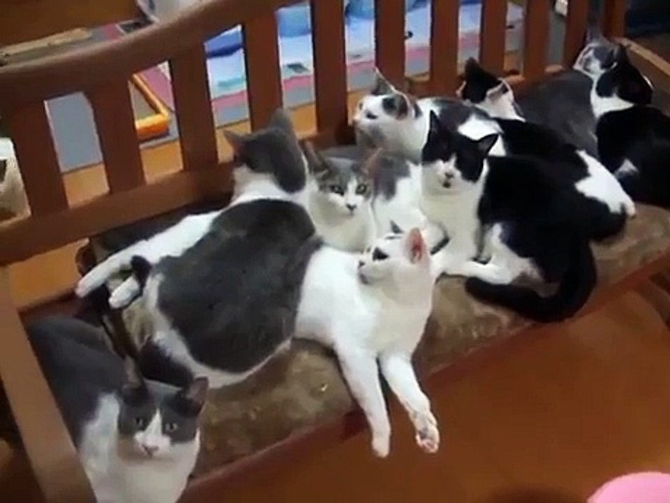 秋の猫団子