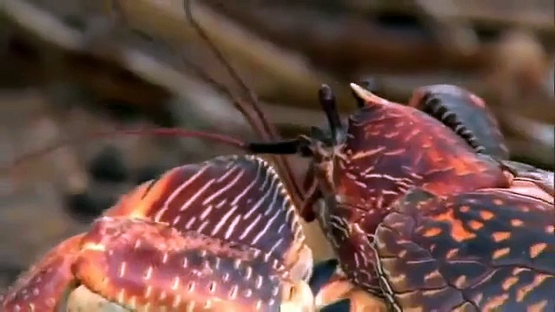 Coconut Crab Attacks Human Video