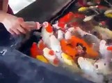 Amazing Fish! Feeding through Baby Feeder / Удивительно! Рыб кормят к