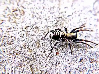 Real American Ant Mimic Spider