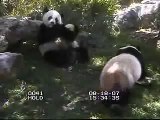 Tian Tian: Mei, I have something to tell you