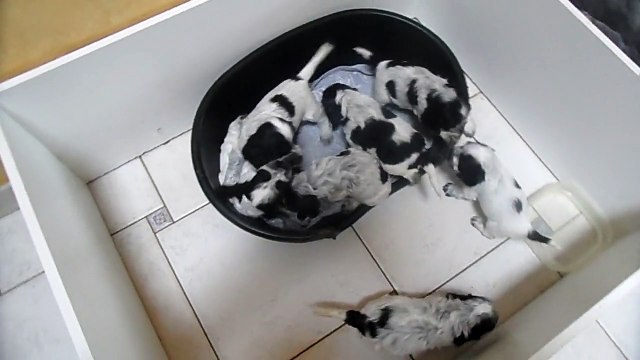 Isia et ses bébés cocker anglais