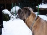 Cane Corso Italiano