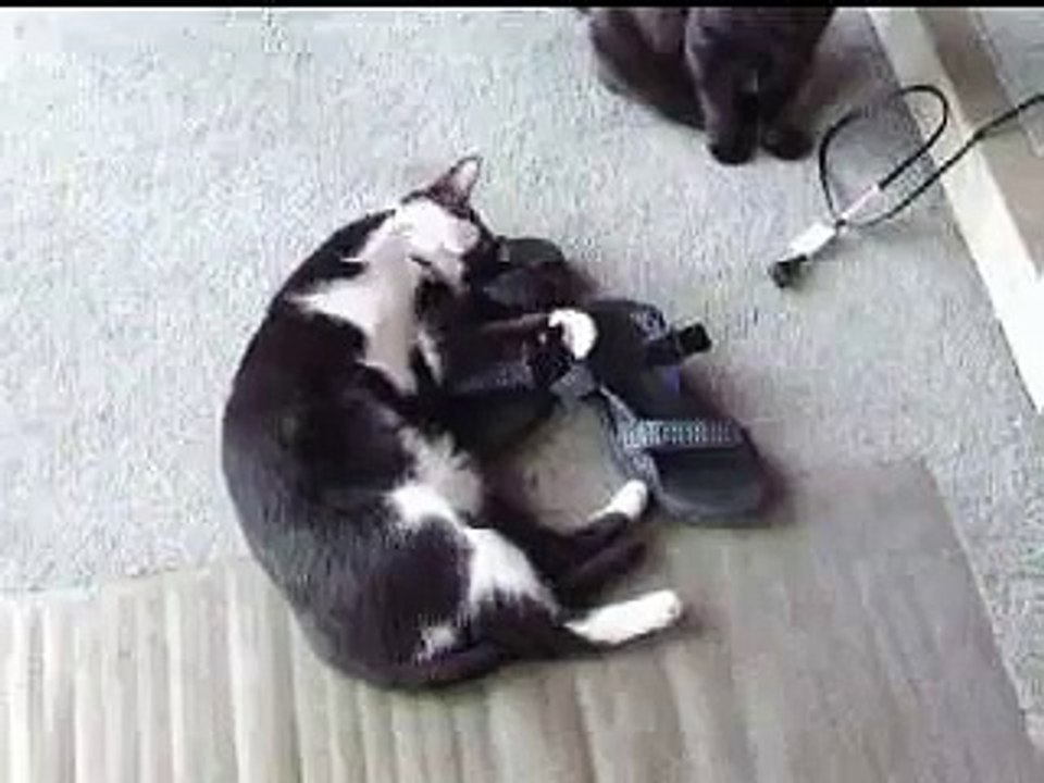 Hurricat loves my sandals