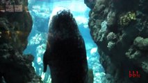 Acquario di Genova, una foca ballerina. La danza di una simpatica foca. (phoque seal Seehund)