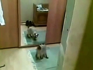 Cat reaction when watching himself for the first time on the mirrors hhhh