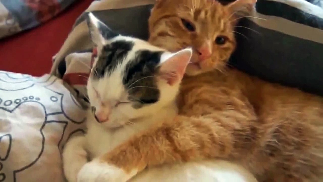 Funny videos Romantic Cat