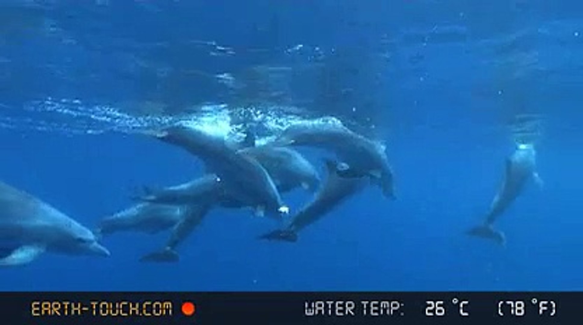 ⁣Dolphins mate