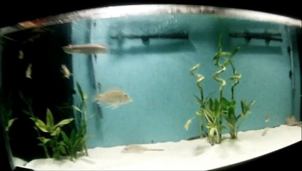 Freshwater fish tank