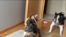French Bulldog desperately tries to play with unamused cat