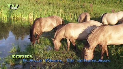 Konik paarden jonge hengsten in de Blauwe Kamer