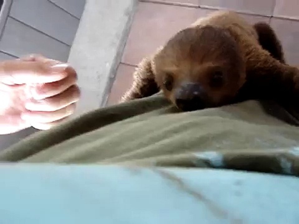 Baby Sloth hanging out