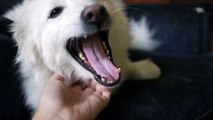 Niko, American Eskimo Dog growls and threatens to attack!