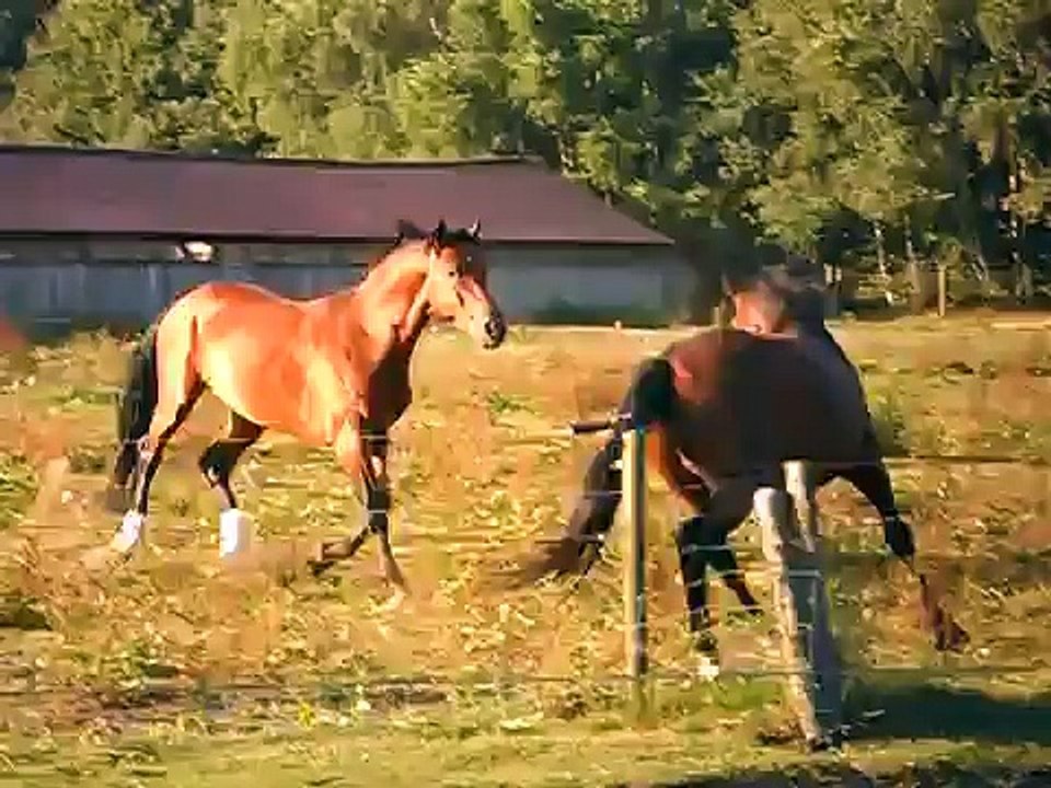 Hengsten   Diarado X Larome X Farn plus broer van Sandro Boy Jr.
