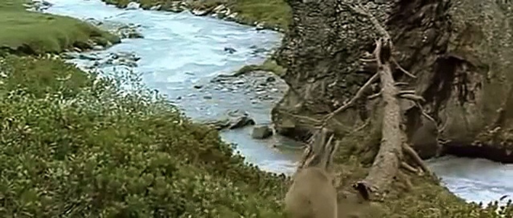 El puma y el oso