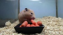 الهامستر حيوان لطيف Hamsters cute