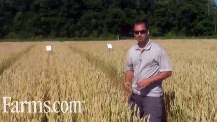Agronomy Video: Wheat Disease Control on Septoria, Powdery Mildew.