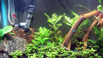DIY CO2 10 gallon aquarium