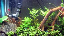 DIY CO2 10 gallon aquarium