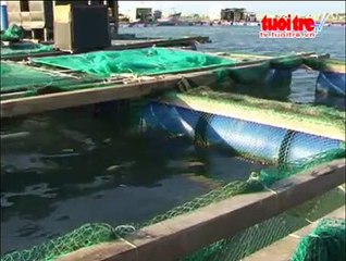 Rủi ro từ việc nuôi tôm hùm tự phát ở Lý Sơn, Quảng Ngãi