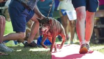 Meet the world's ugliest dog