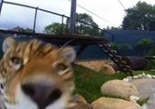 Exotic Animals Act Differently in Front of a Camera