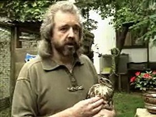 Bussard kommt frei - WDR Lokalzeit Köln